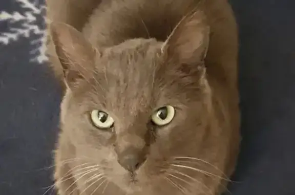 Chat gris perdu, 6-8 ans, sociable - photo