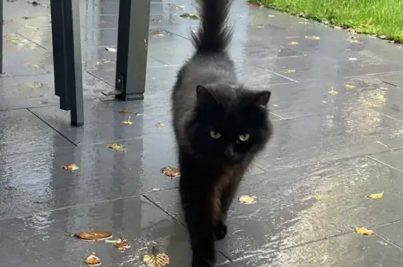 Chat jeune affamé trouvé à Linselles - photo