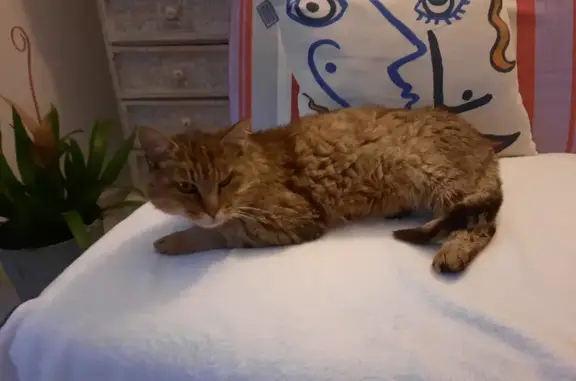 Animaux perdus Bayeux, photo: Chat âgé MICHON disparu à Bayeux