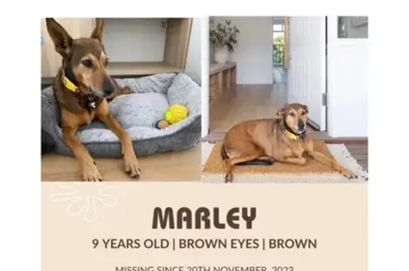 Lost Kelpie Mix Marley - Brown/Black Tail!