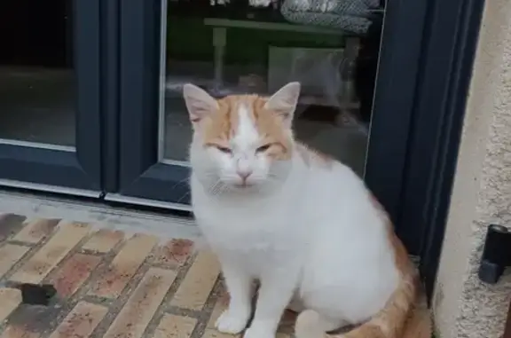 Chat perdu à Blainville-Crevon - photo