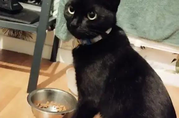 Chaton femelle trouvé à Marseille - photo