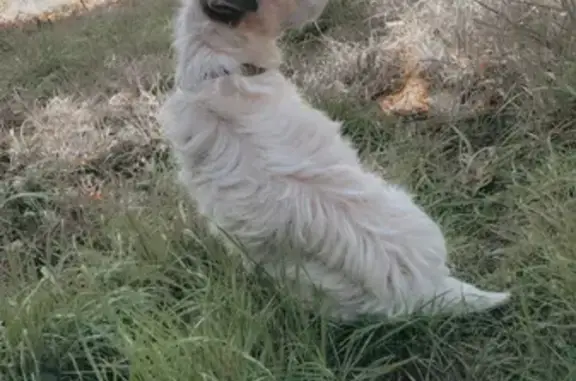 Chien perdu Beauquesne, photo : Alerte: Jack Russel/Fox perdu