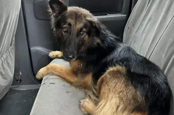 Found Alsatian Female Dog - Kloof Nek, CT!