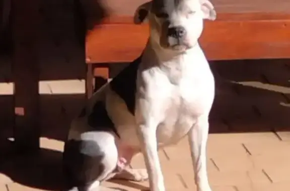 Missing dog , photo: Lost Pitbull: Heart Mark, Kameeldrift Rd