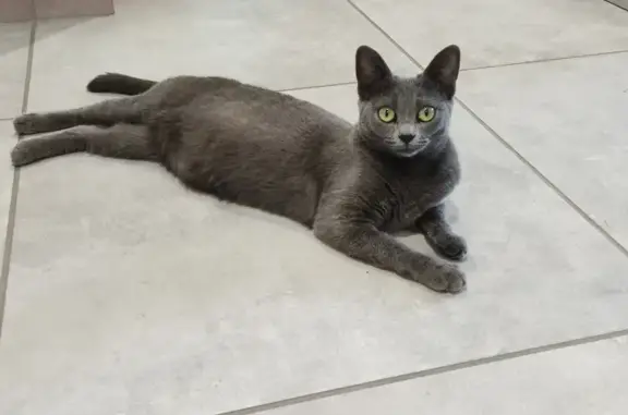 Animaux perdus La Londe-les-Maures, photo: Chat Caline disparu à La Londe