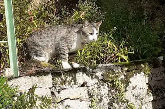 Chat tigré amical trouvé à Segonzac - photo