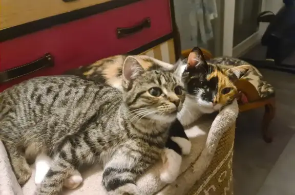 Animaux perdus Ploumoguer, photo: Chatte tigrée perdue à Ploumoguer