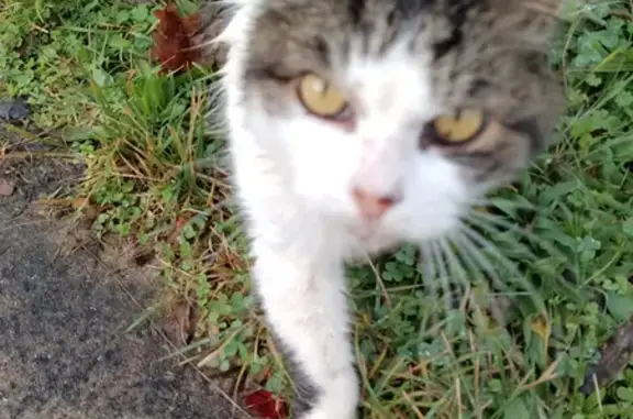 Chat trouvé , photo: Chat perdu rue du Centre, Thouars