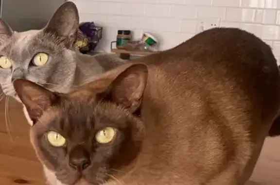 Lost Burmese Cat: 'Bear' with Amber Eyes - Help!