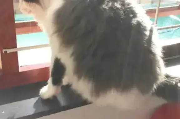 Lost Cat Alert: White & Grey Fluffy Female!