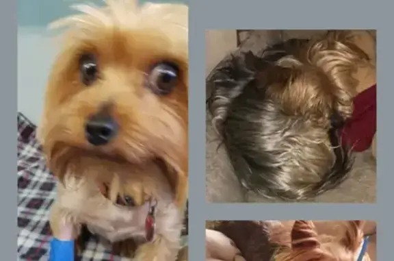 Lost Yorkie with Blue Collar - 9th St Greymont