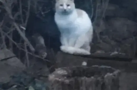 Chat roux et blanc trouvé au Mans - photo