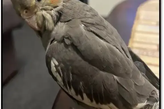 Missing Grey Cockatiel in Woolloongabba!