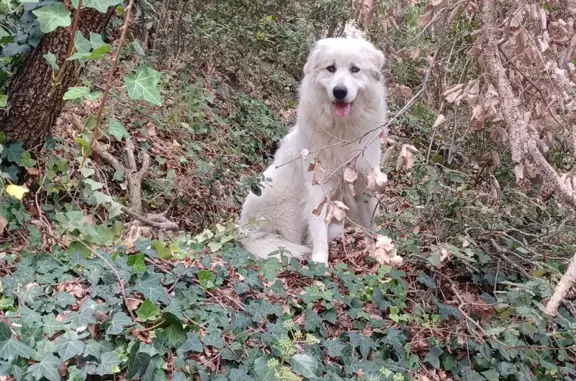 Chien perdu , photo : Avis: Disparition 2 Chiens, Arles
