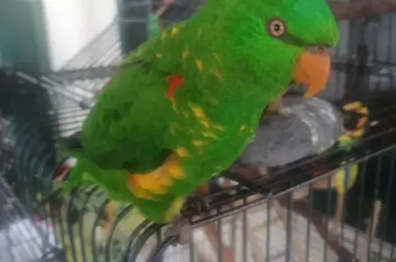 Lost Lorikeet in Gold Coast - Help Find Him!