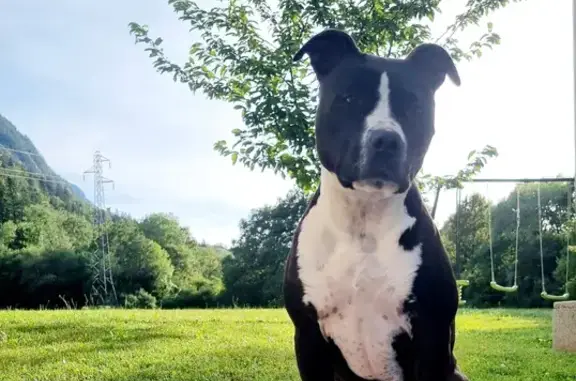 Chien perdu , photo : Staffy blanc et noir perdu