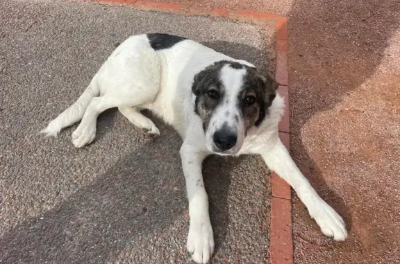 Animaux trouvés Changy-les-Bois, photo: Chiot perdu à Changy secouru