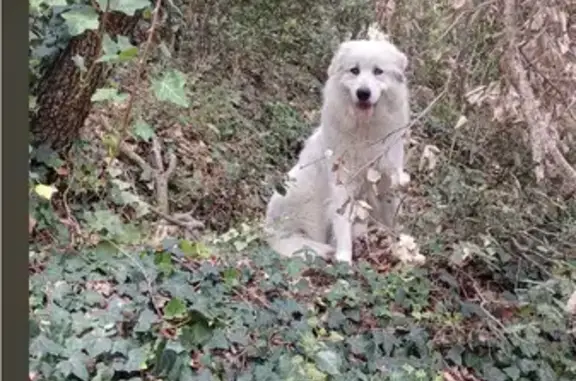 Chien perdu , photo : Tara, Patou égarée à Corsavy