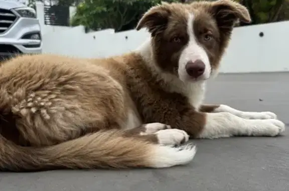 Found Puppy: Young Border Collie at Doherty Ct
