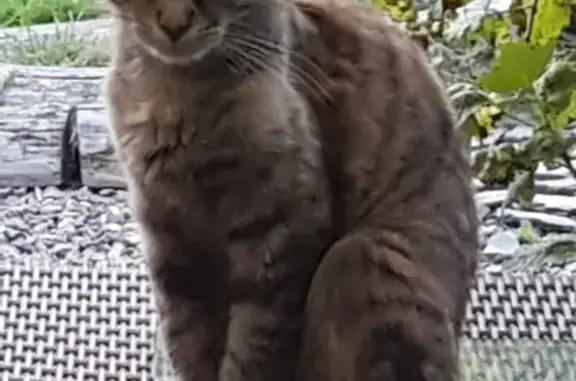 Animaux perdus La Gacilly, photo: Chatte perdue à La Gacilly