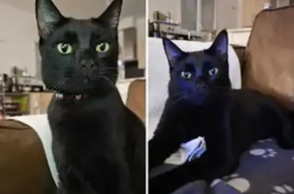 Animaux perdus Floirac, photo: Chat Lalo noir disparu à Floirac