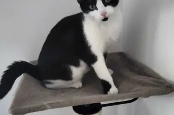 Animaux perdus , photo: Chat Noir et Blanc Perdu à Machevaz