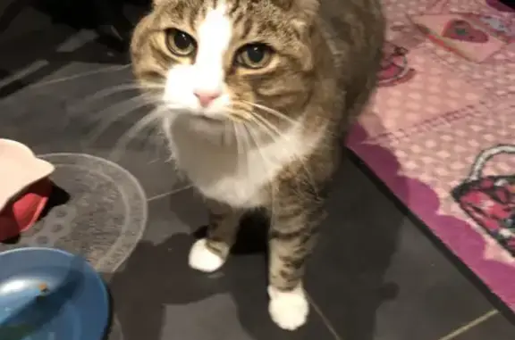 Chat roux tacheté trouvé à Betton - photo