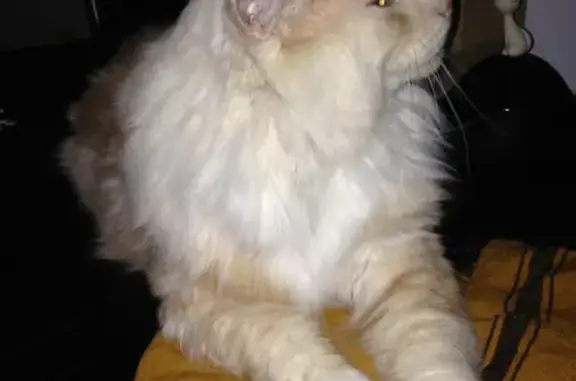 Chat perdu, Les Essarts-le-Roi, photo: Chat Maine Coon perdu - Les Essarts