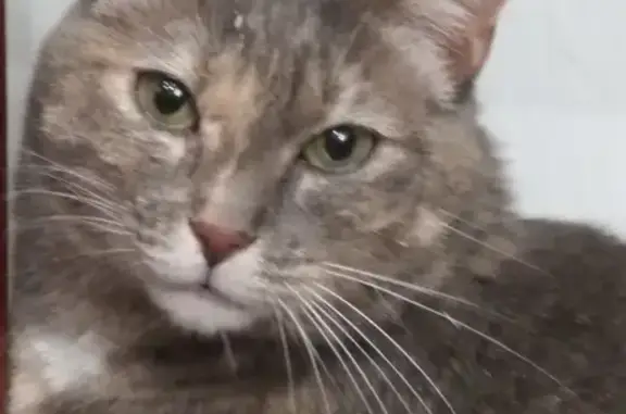 Chatte sauvée au métro Louis Armand - photo