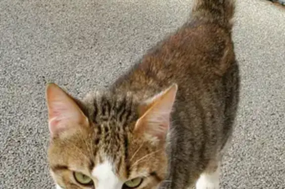 Chat mâle tigré trouvé à Marsat - photo