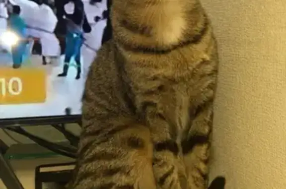 Chat perdu, Bonnières-sur-Seine, photo: Chatte tigrée perdue à Bonnières