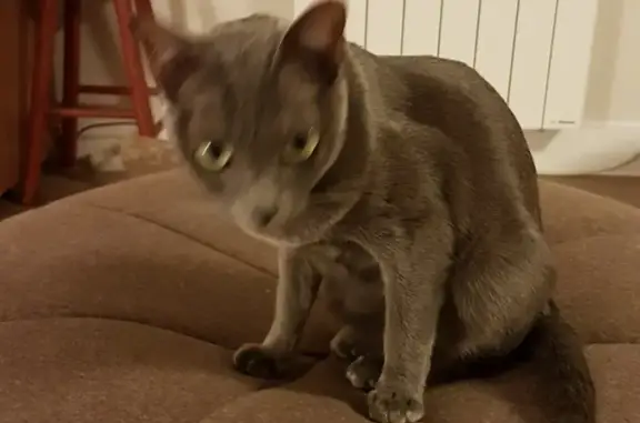 Animaux perdus Vannes, photo: Chat gris perdu à Vannes
