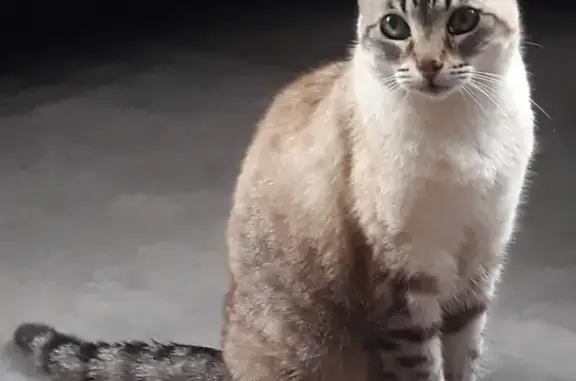 Chat perdu, Méziré, photo: Chat disparu à Méziré 15/11