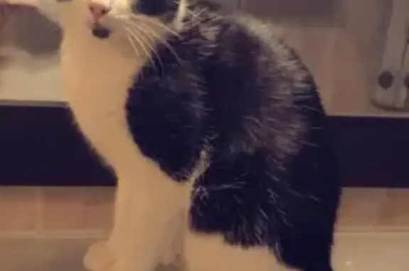Animaux perdus , photo: Chat Dutch perdu, 13e Marseille