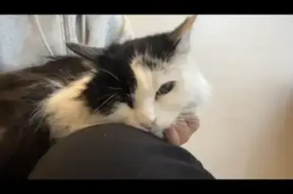 Chat noir et blanc aveugle trouvé - photo