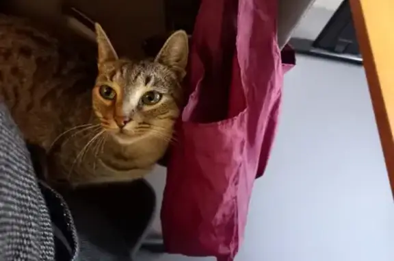 Chat gris affectueux trouvé - photo