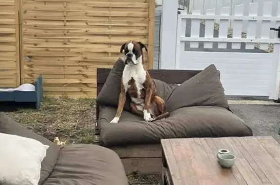 Chien perdu Gujan-Mestras, photo : Senna, chien bringé perdu