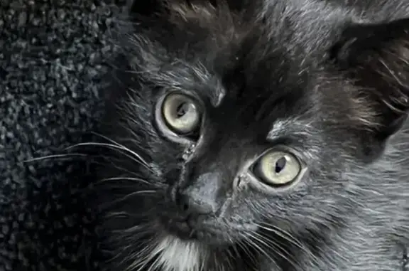 Missing cat , photo: Lost Cat in Lake Macquarie - Help Find Me!