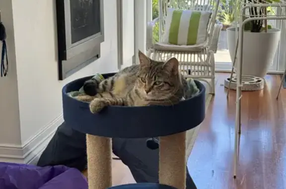 Lost Bengal-Tabby Mix Cat in Melbourne