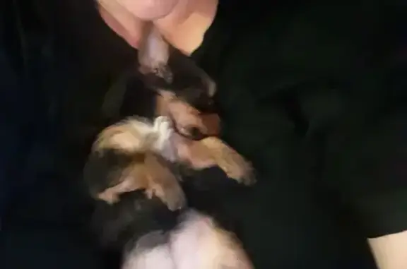 Lost pets , photo: Lost Yorkie Haylee - Reward for Safe Return!