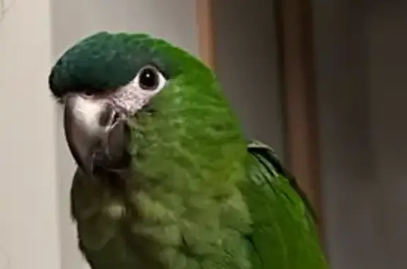 Lost Hahn's Macaw in Moonee Valley - Help!