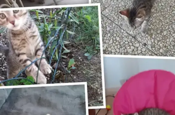 Animaux perdus Branges, photo: Chat gris tigré perdu à Branges