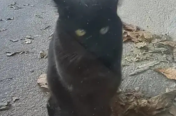 Animaux trouvés Rosporden, photo: Chat adoptif au foyer KAN AR MOR