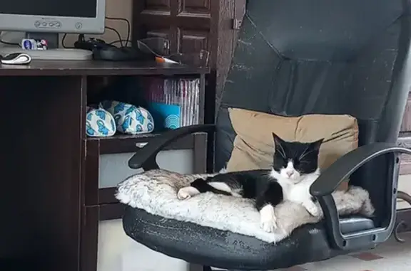 Animaux perdus La Bassée, photo: Chat Castiel perdu à La Bassée