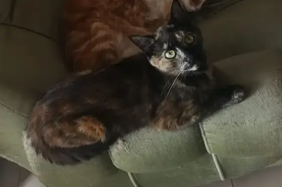 Lost Tortoise Shell Cat - Doncaster Rd