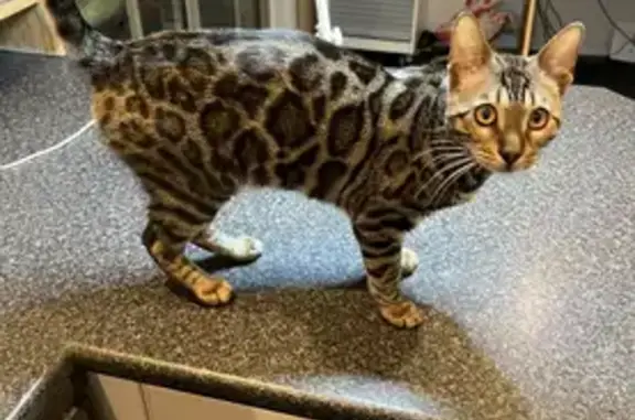 Lost Bengal Cat Lupa in Flagstaff Hill SA