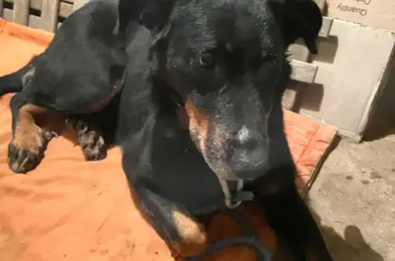 Animaux trouvés Quimper, photo: Beauceron Perdu à Quimper