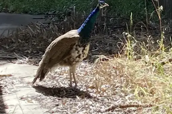 Found Bird on Michelle St #5, Salisbury!