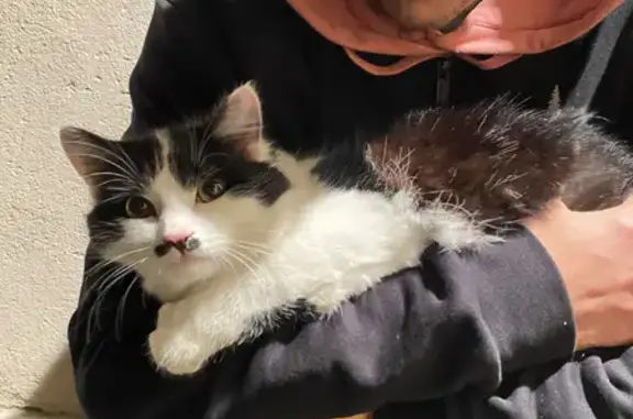 Chat noir et blanc retrouvé à Annecy - photo